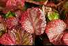 <em>Shortia uniflora</em> 'Grandiflora'